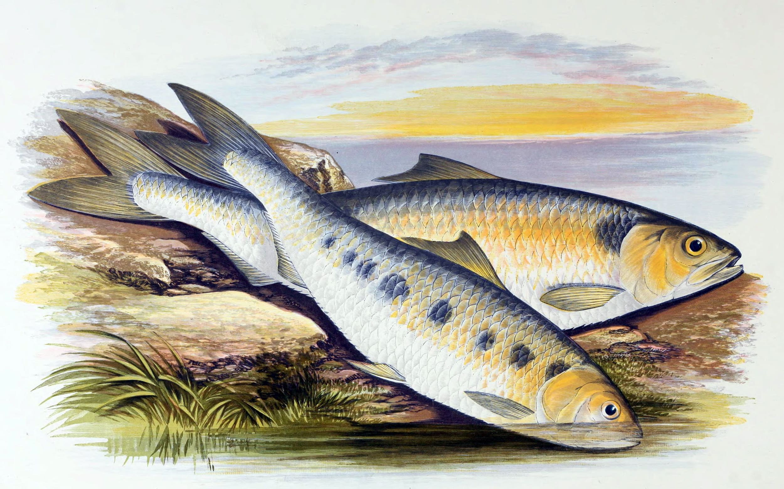 Mediterranean shad