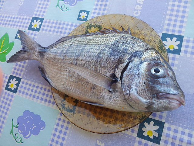 Moroccan white seabream