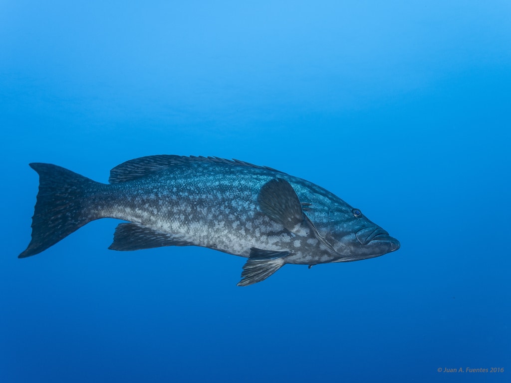 Mottled grouper