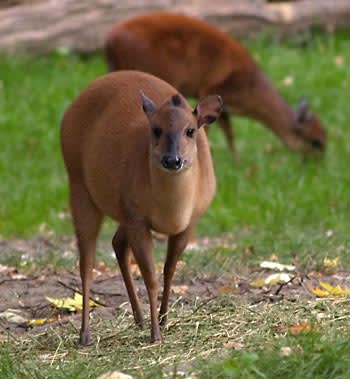 Natal red duiker