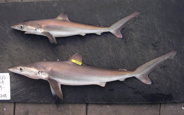 Night shark