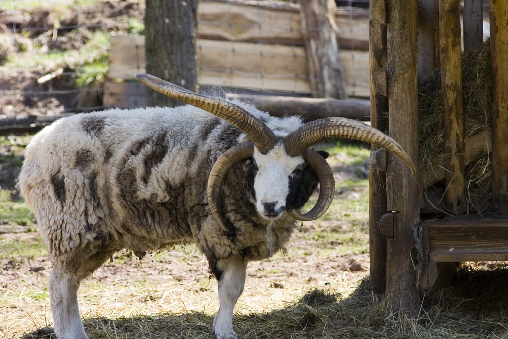 Multi-horned sheep