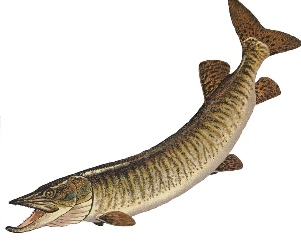 Muskellunge