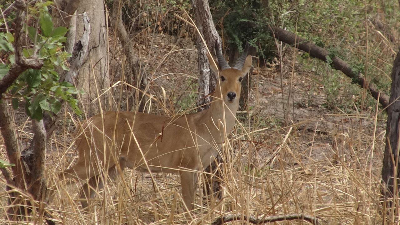 Nagor reedbuck