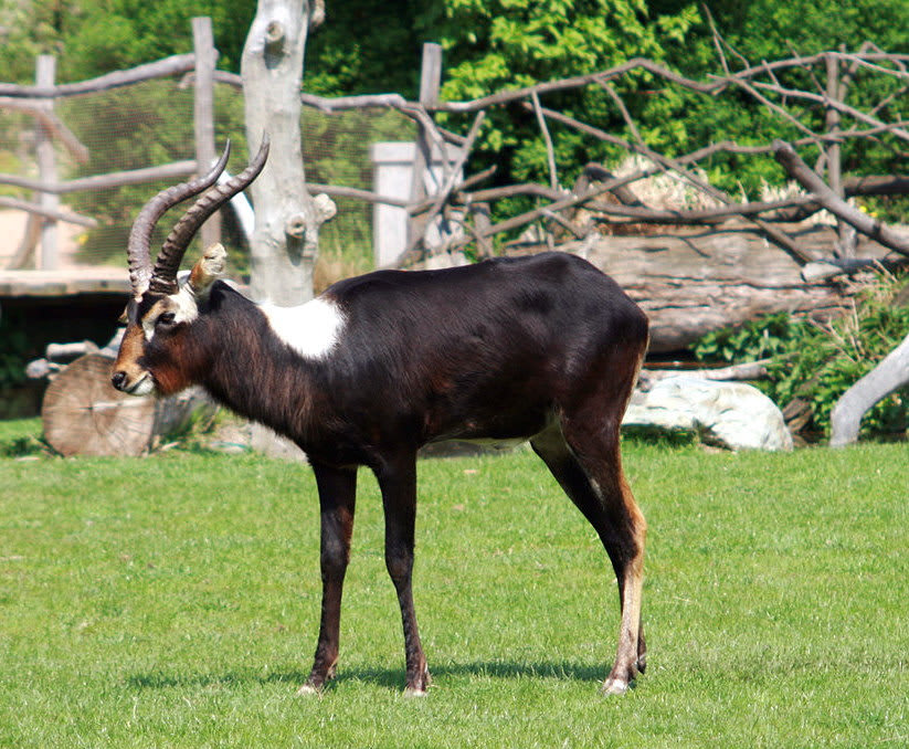 Nile lechwe