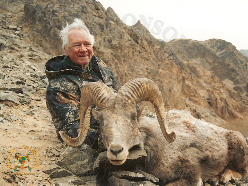 North China argali