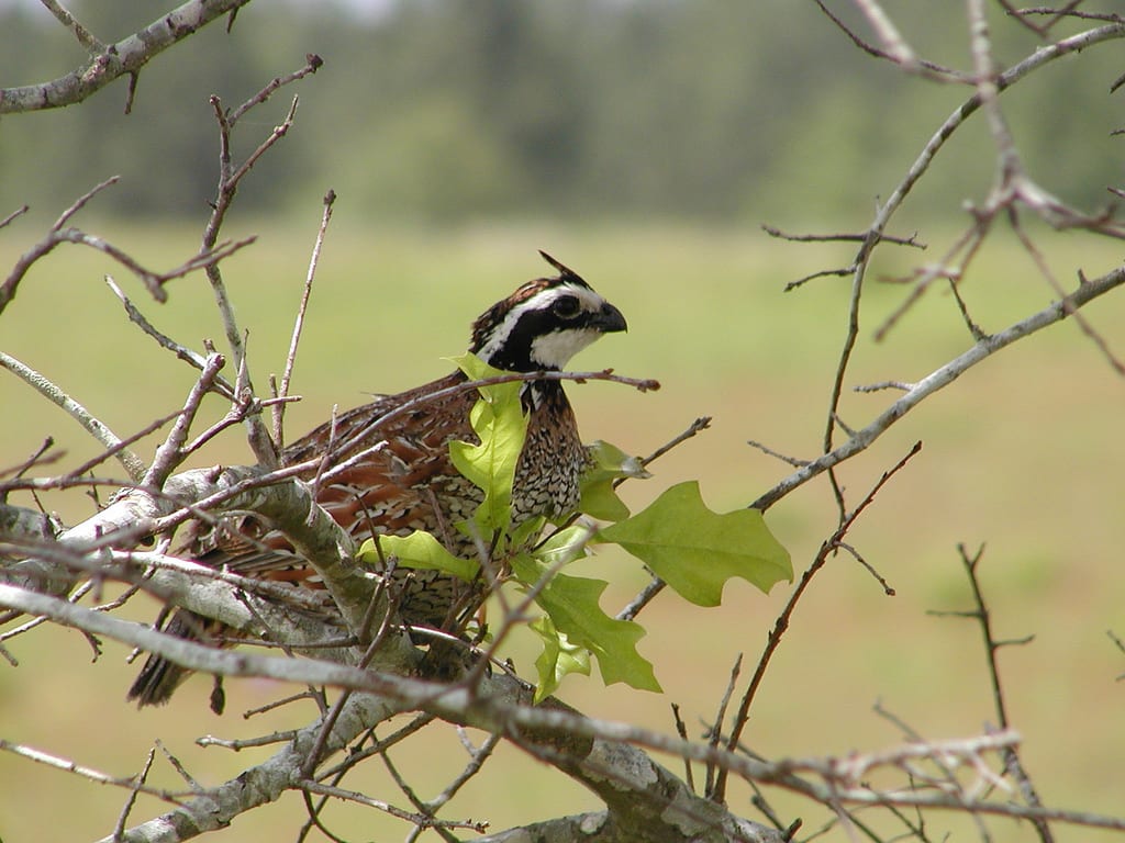 Northern bobwhite quail