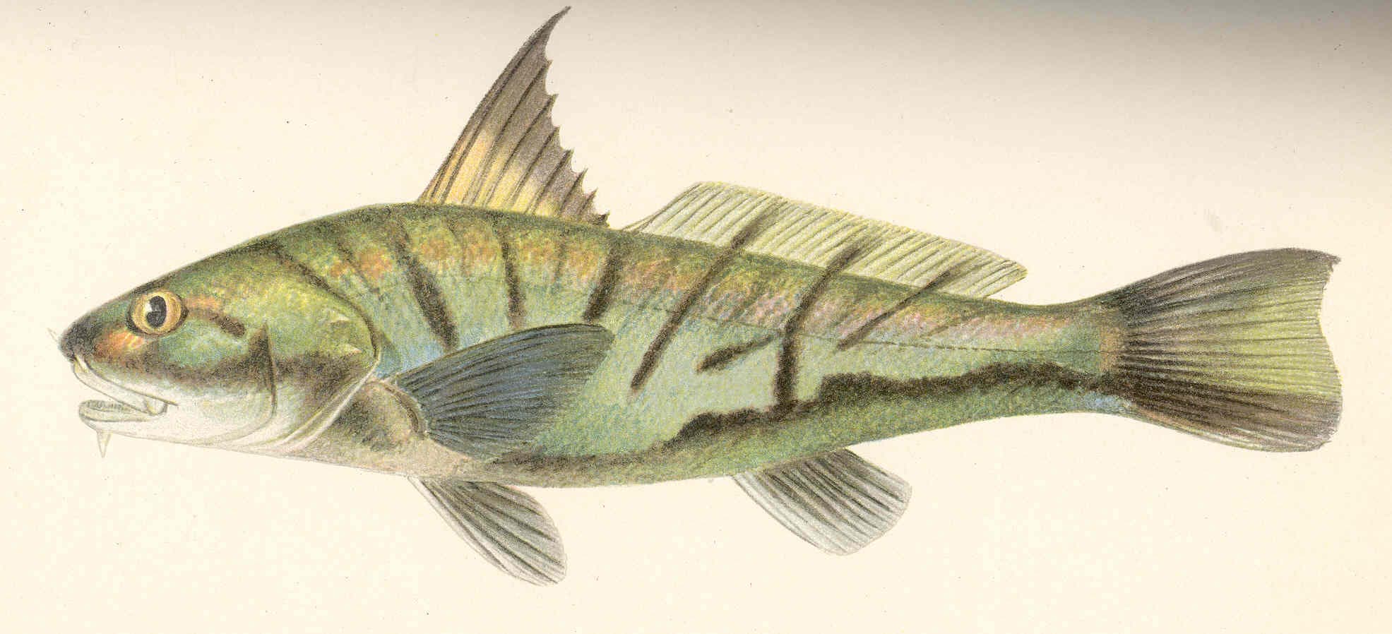 Northern kingfish