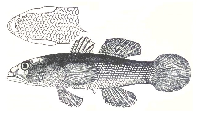Northern mud gudgeon