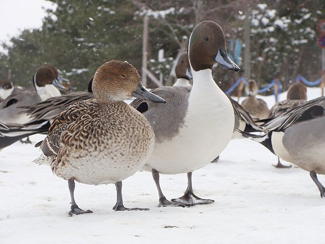 Northern pintail duck