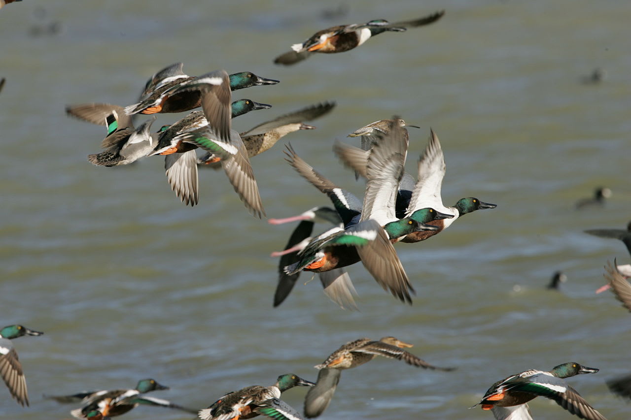 Northern shoveler duck