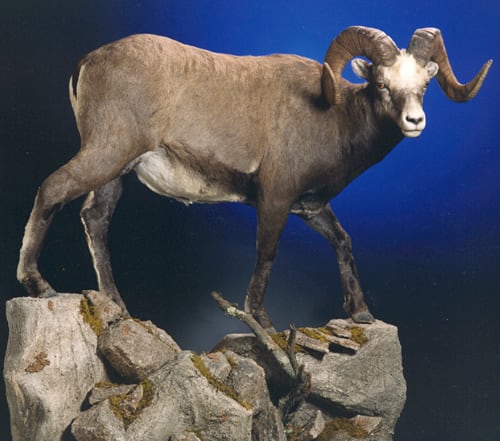 Okhotsk snow sheep