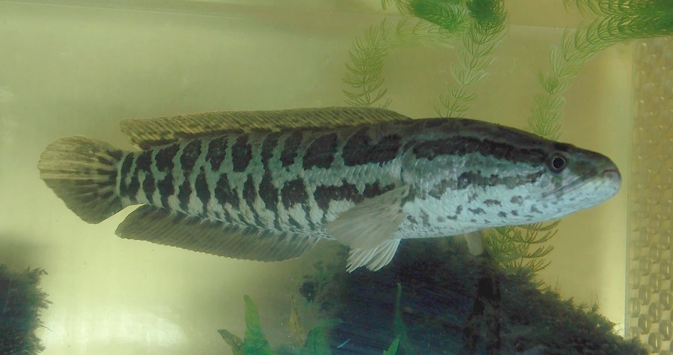 Northern snakehead