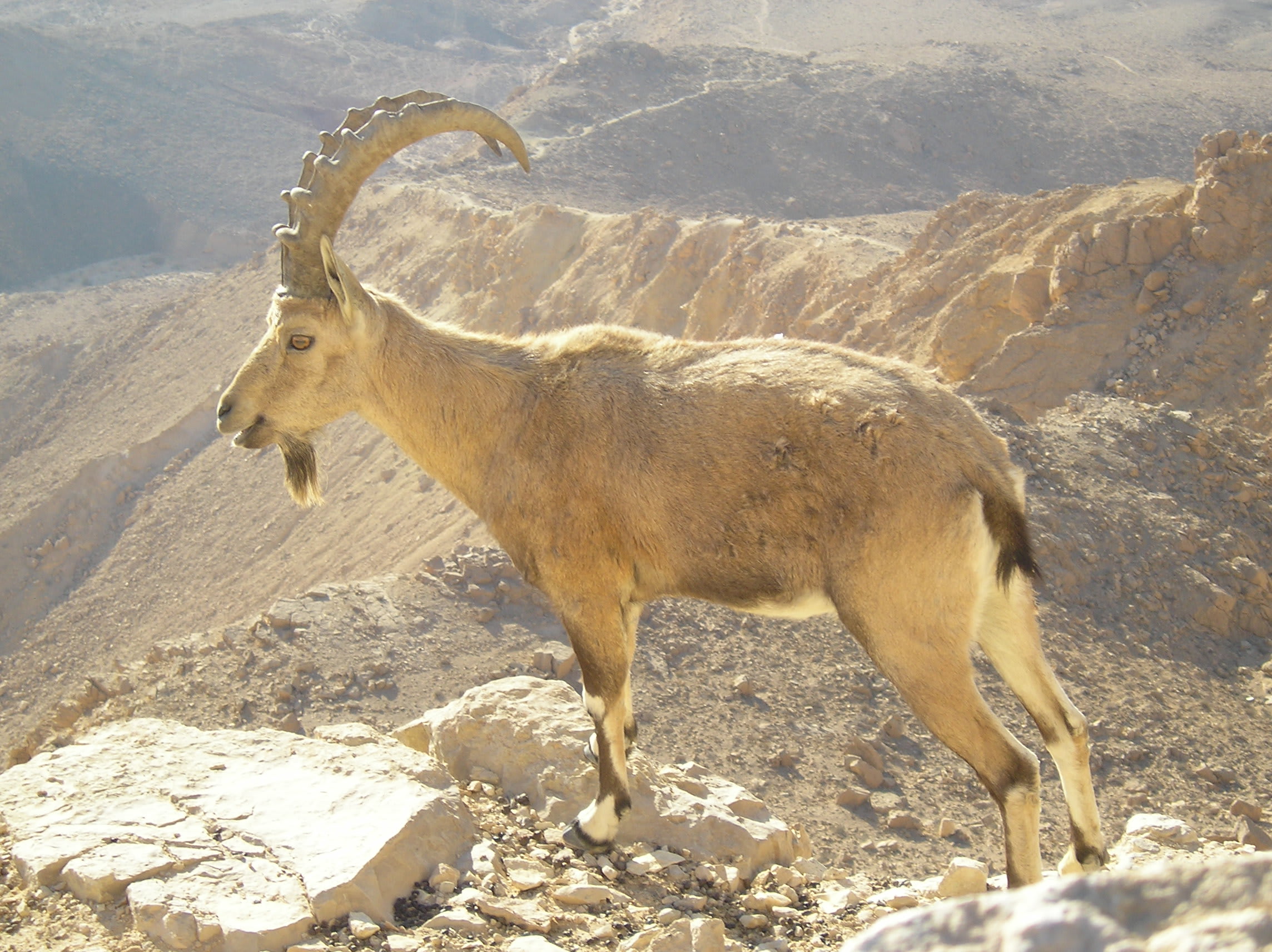 Nubian ibex