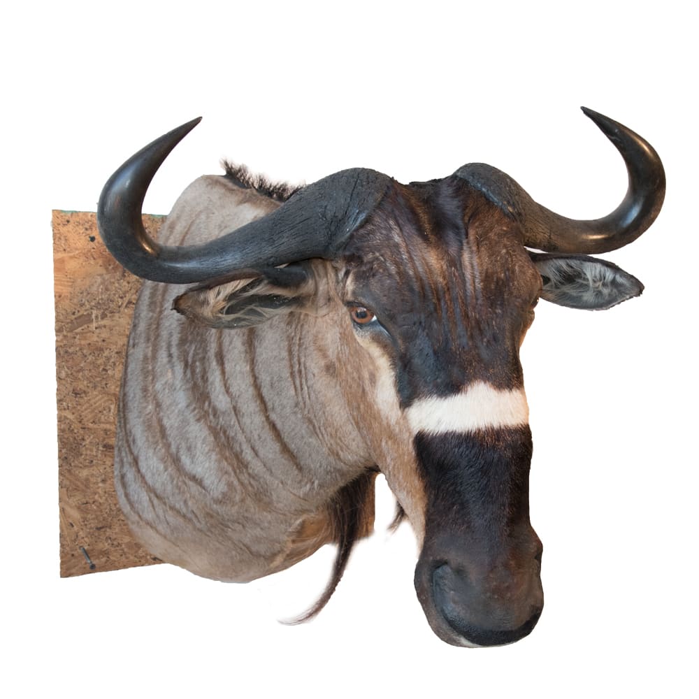 Nyasa wildebeest