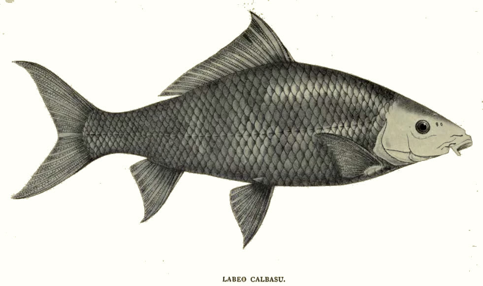 Orangefin labeo
