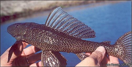Orinoco sailfin catfish