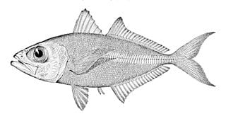 Oxeye scad