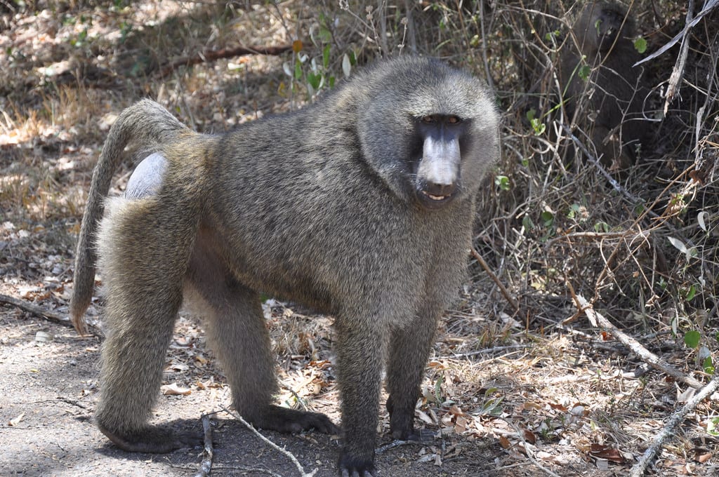 Olive Baboon