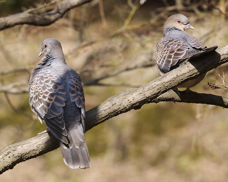 Oriental turtle dove