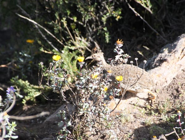 Ornate tinamou