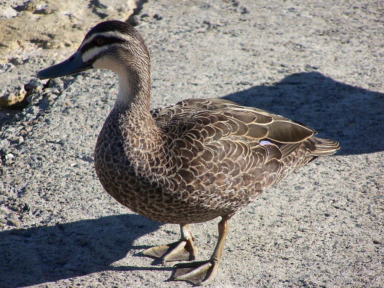 Pacific black duck