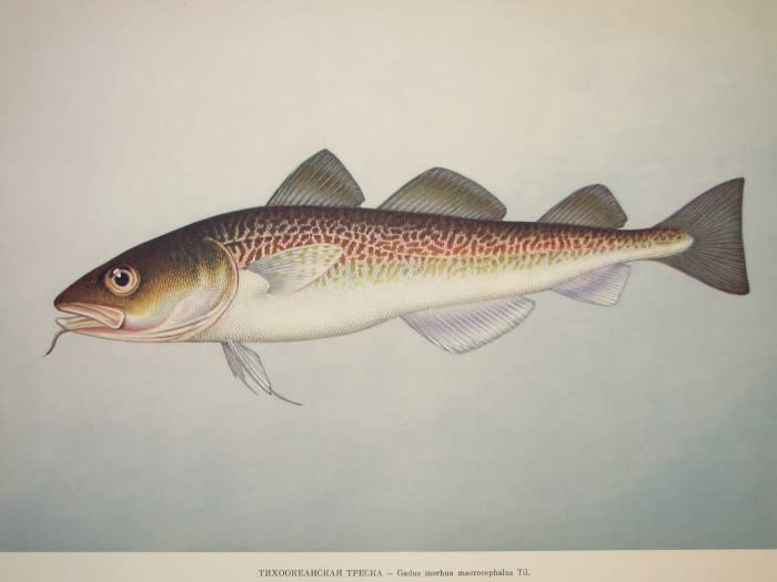 Pacific cod