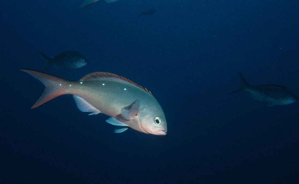 Pacific creole fish