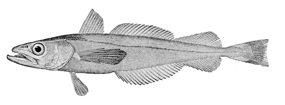 Pacific hake