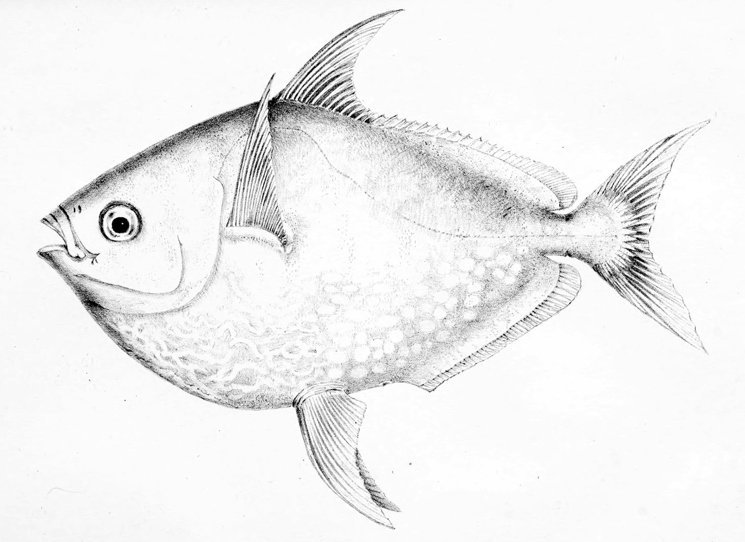 Opah