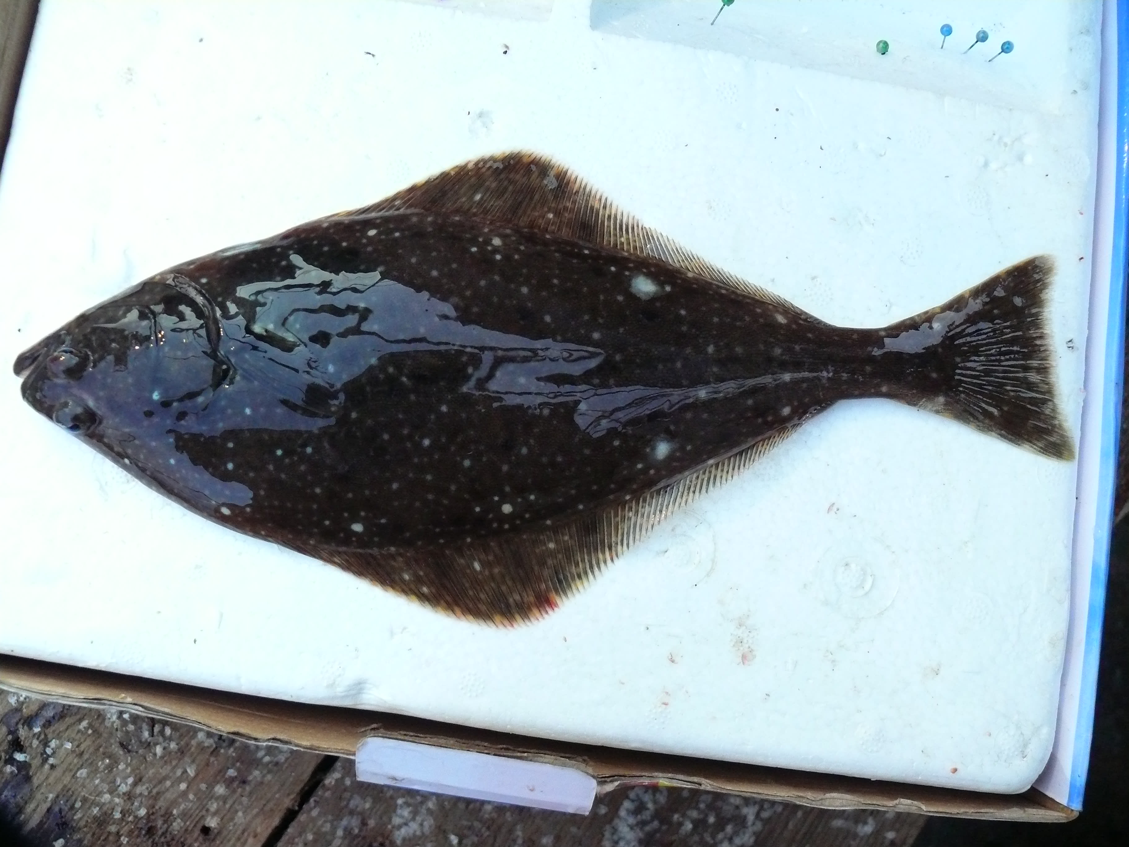 Pacific halibut