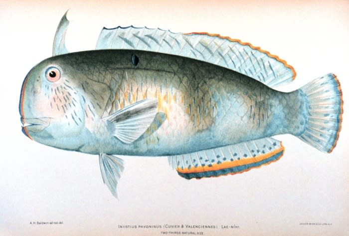 Peacock wrasse