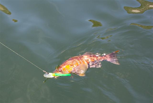 Peruvian rock seabass