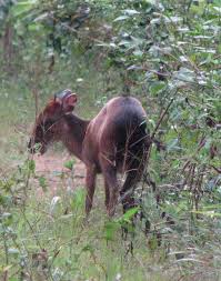 Peter's duiker