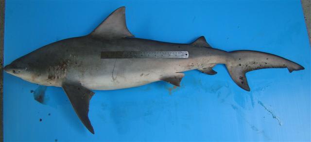 Pigeye shark