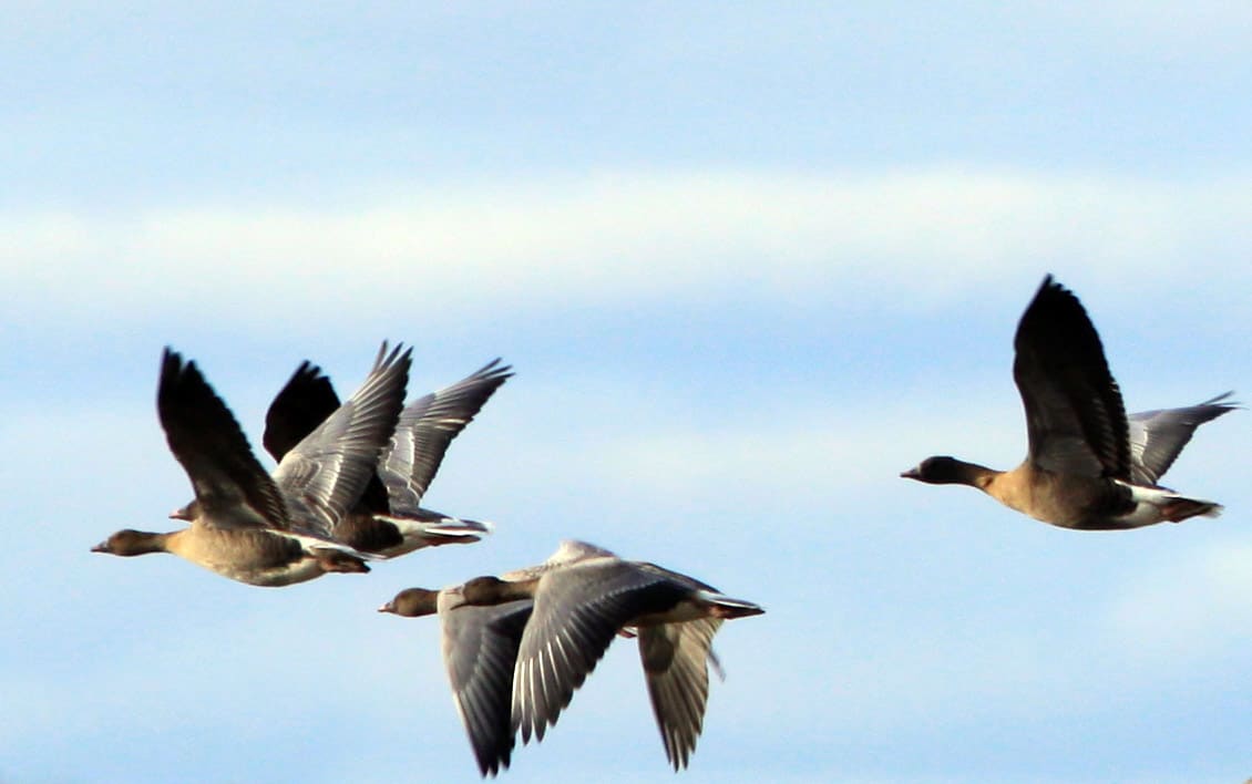 Pink-footed goose