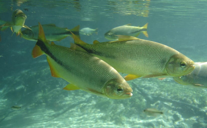 Piraputanga