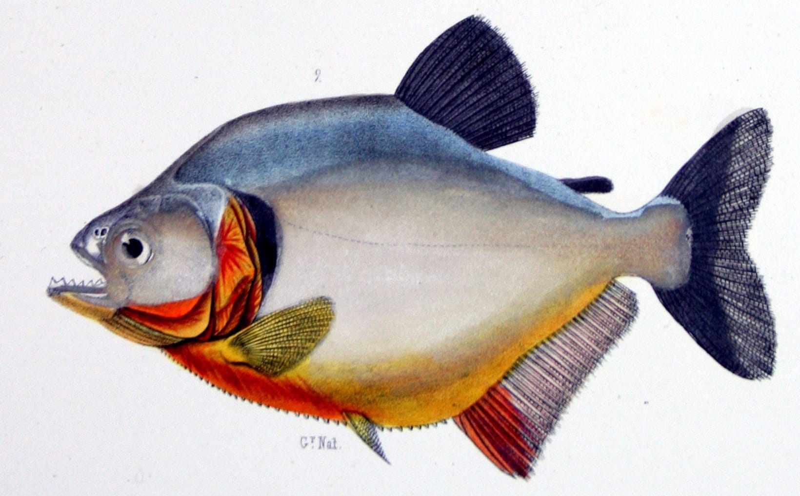 Pirambeba