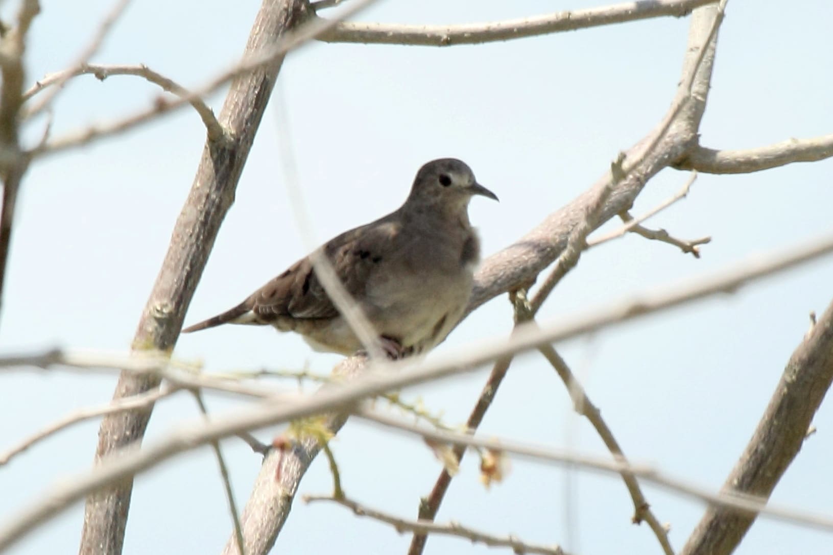Plain breasted ground dove