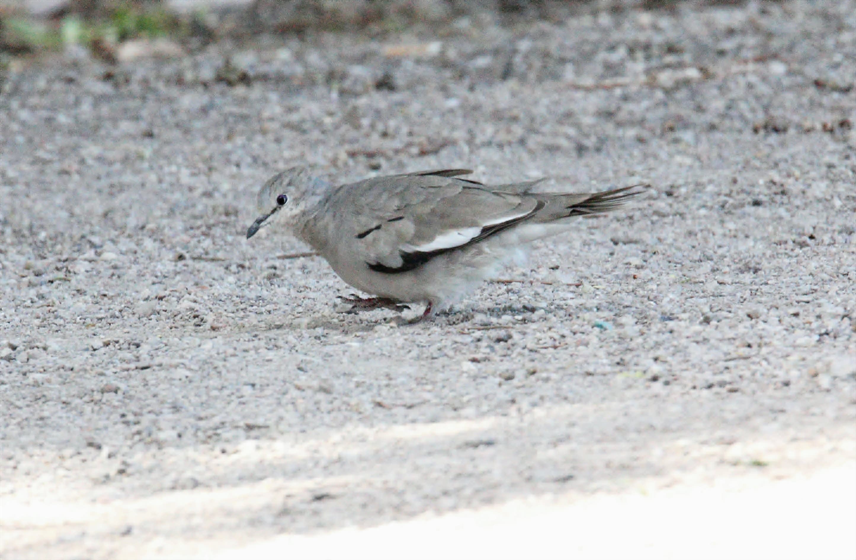 Picui ground dove