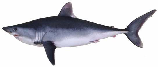 Porbeagle shark