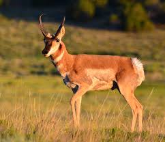 Pronghorn