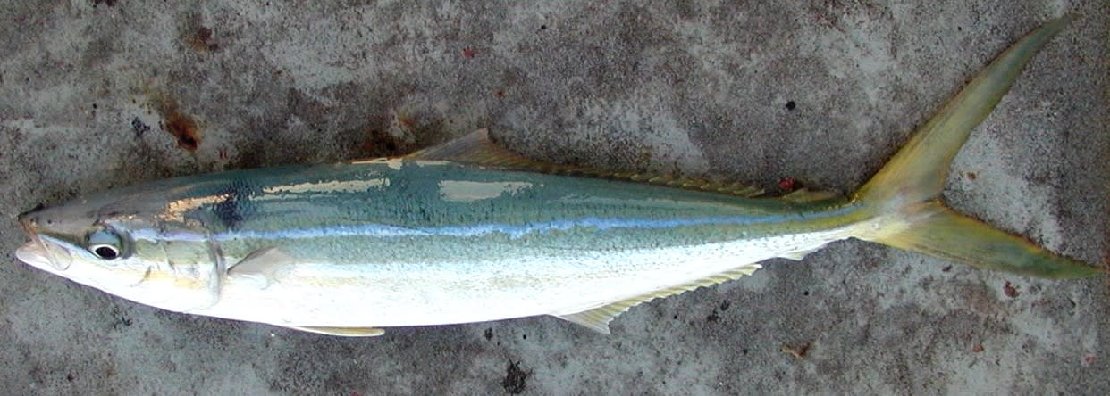 Rainbow runner