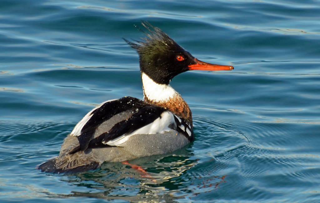 Red-breasted merganser
