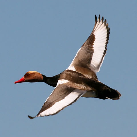 Red-crested pochard