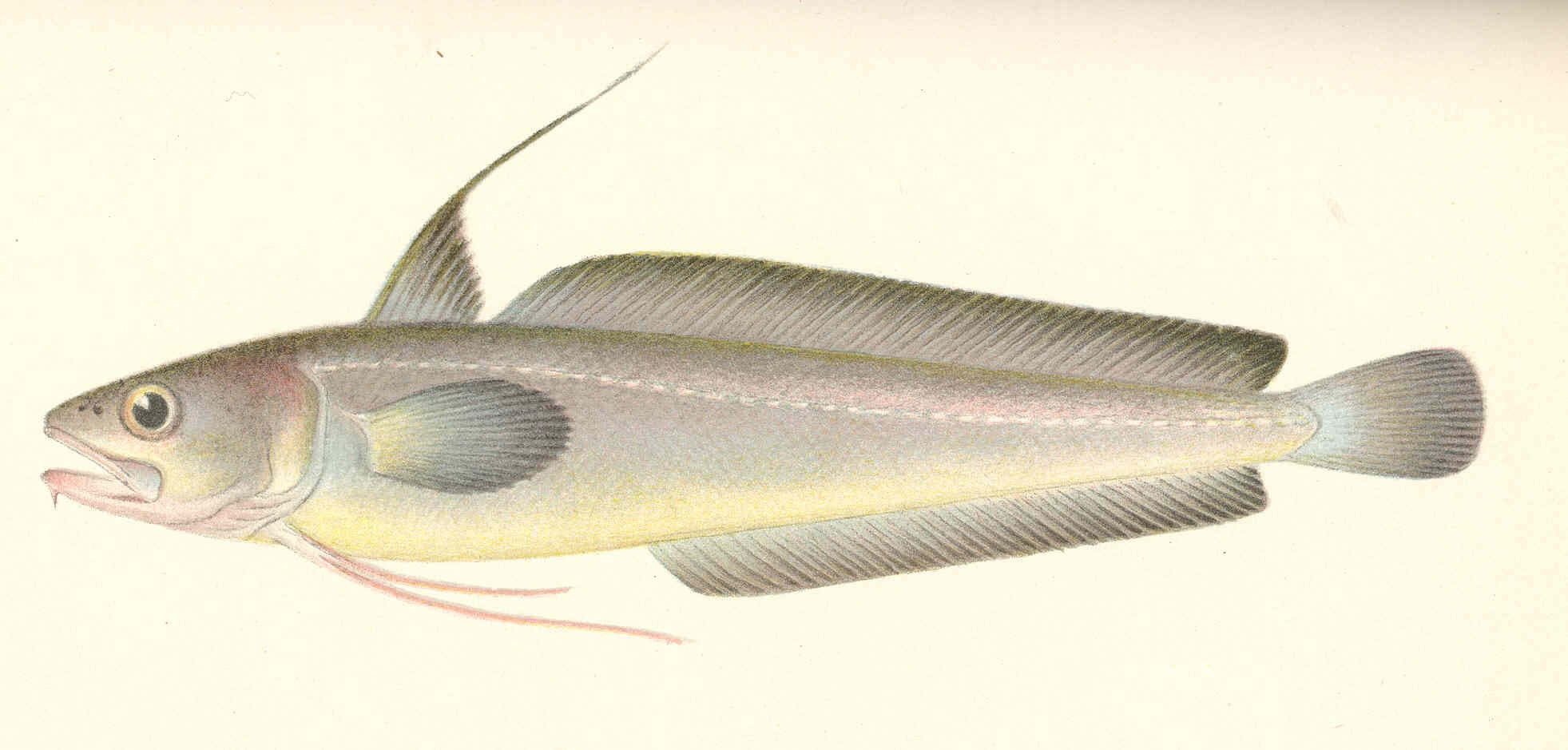 Red hake