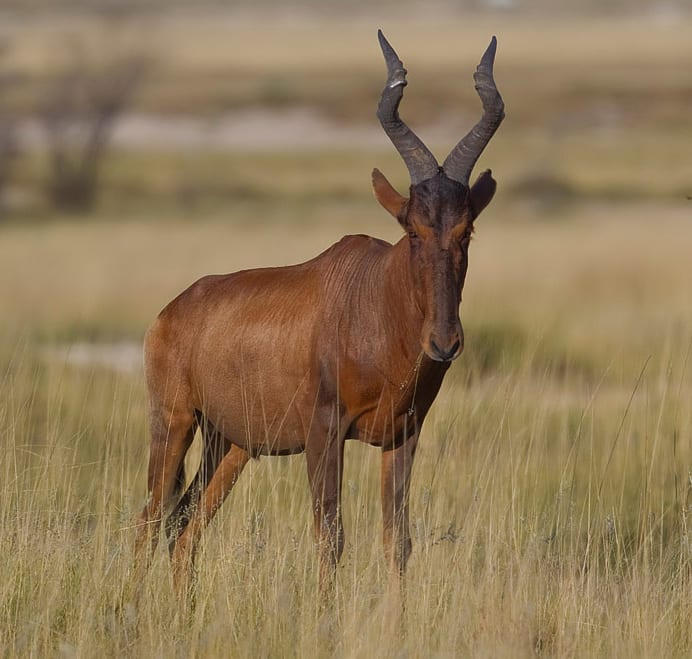 Red hartebeest