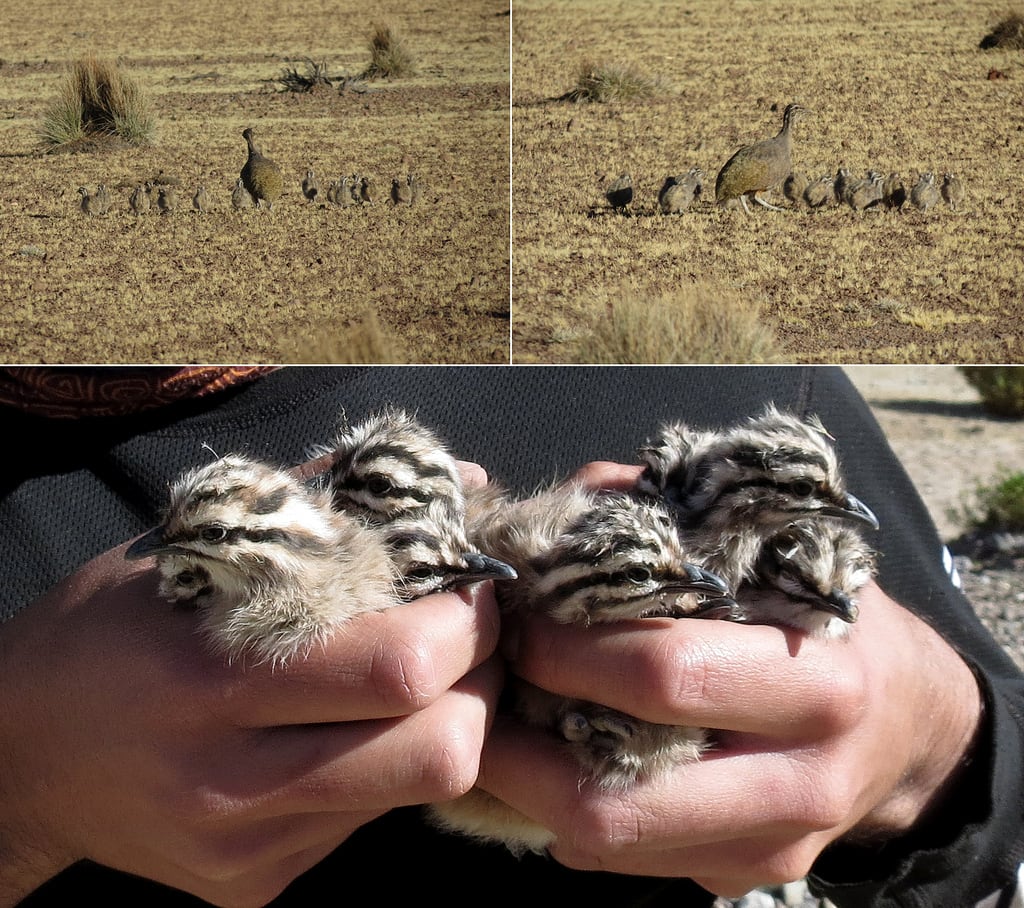 Puna tinamou