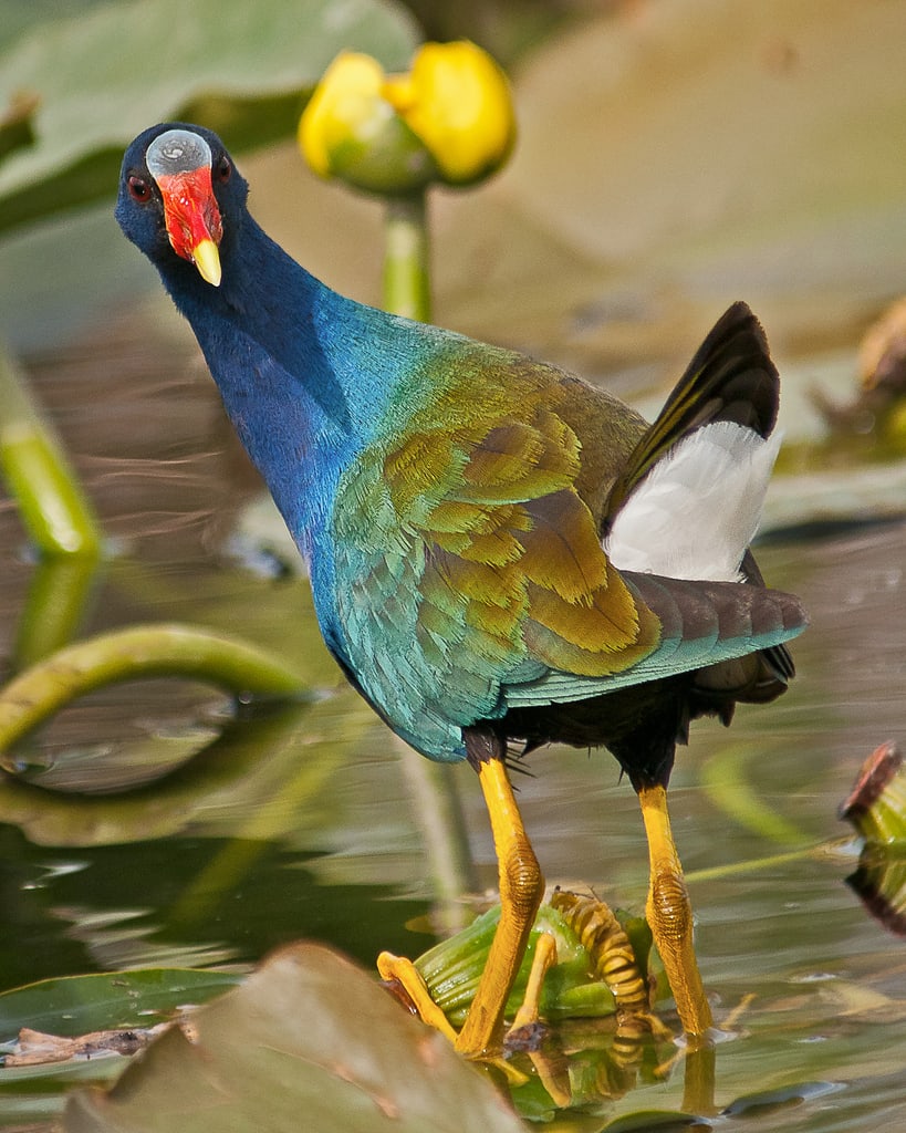 Purple gallinule