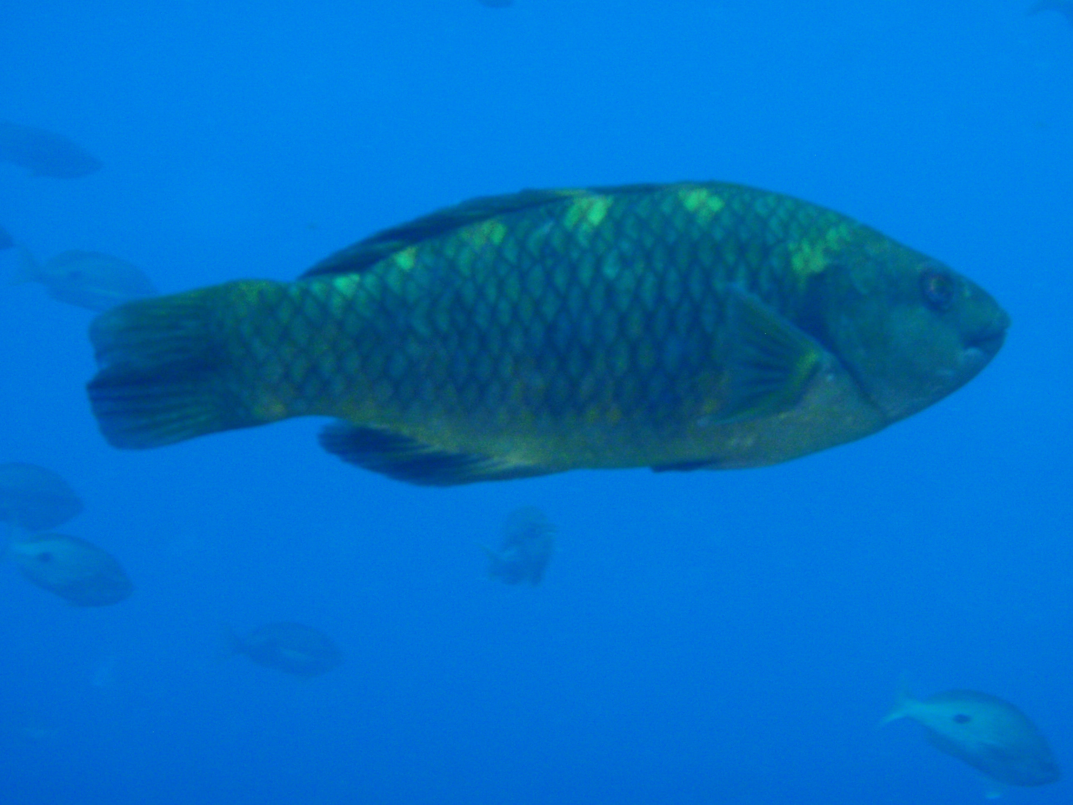 Purple wrasse